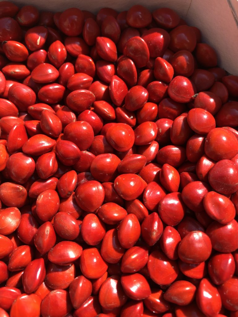 Graine rouge scaled