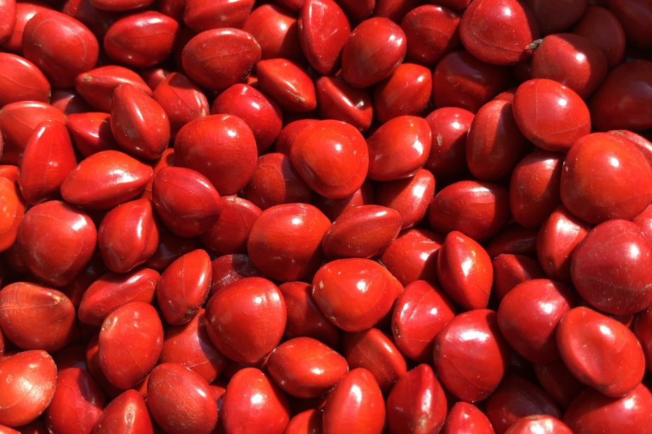 Graine rouge scaled